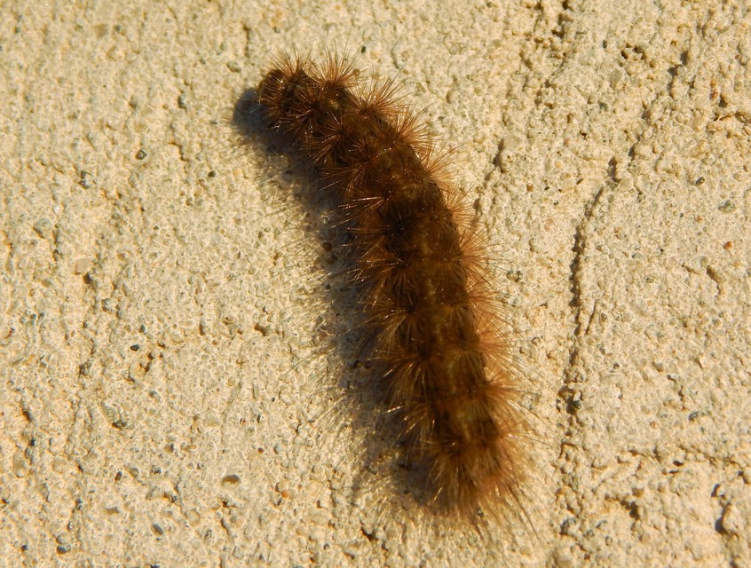 Erebidae - kvadrifid bagolylepkék