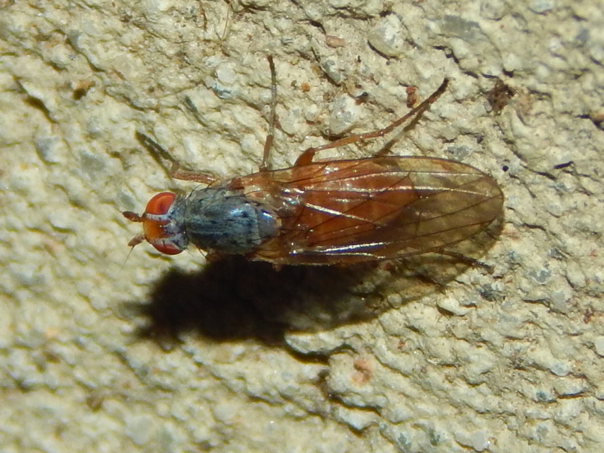 Heleomyzidae - tüskésszárnyú legyek