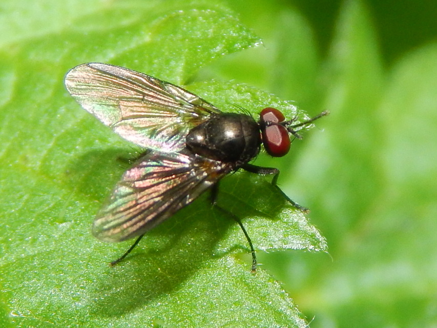 Muscidae - igazi legyek