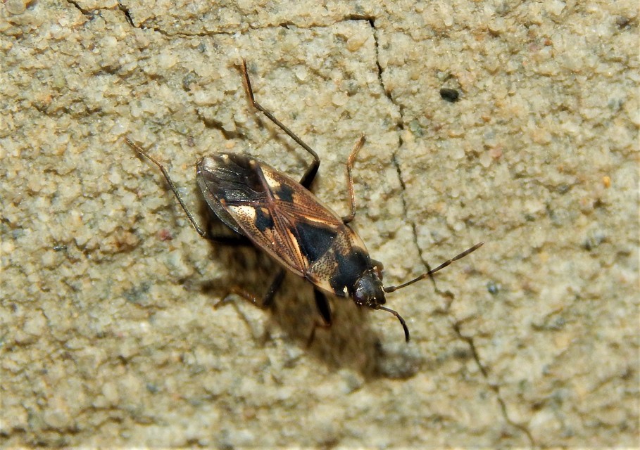 Rhyparochromus vulgaris - közönséges díszesbodobács