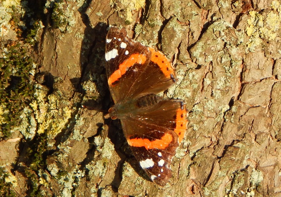 Vanessa atalanta - atalantalepke
