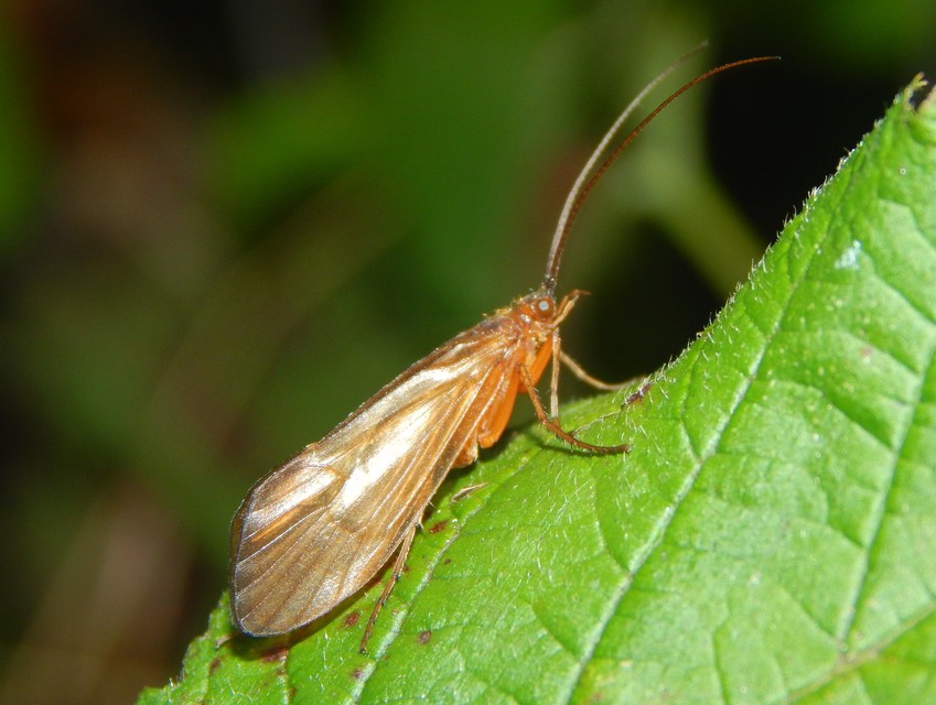 Trichoptera - Tegzesek