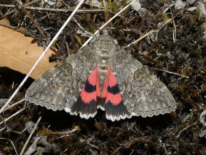 Catocala nupta - piros övesbagoly