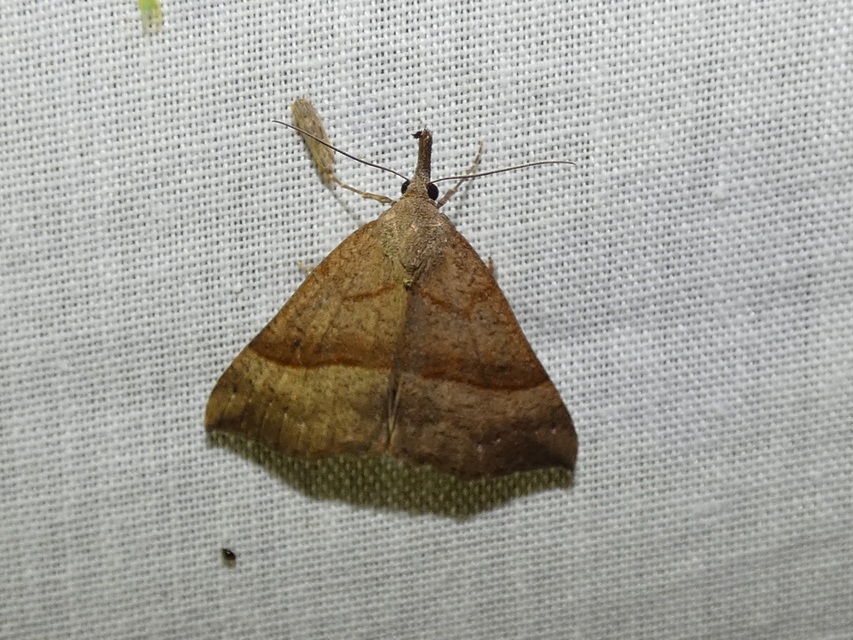 Hypena proboscidalis - ormányos karcsúbagoly