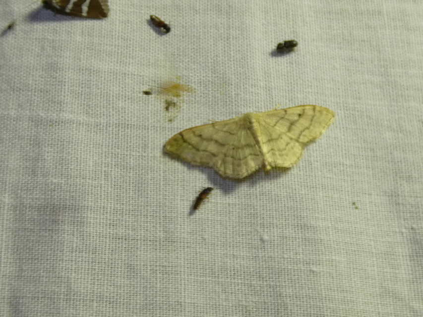 Idaea deversaria - egyszínű sávosaraszoló