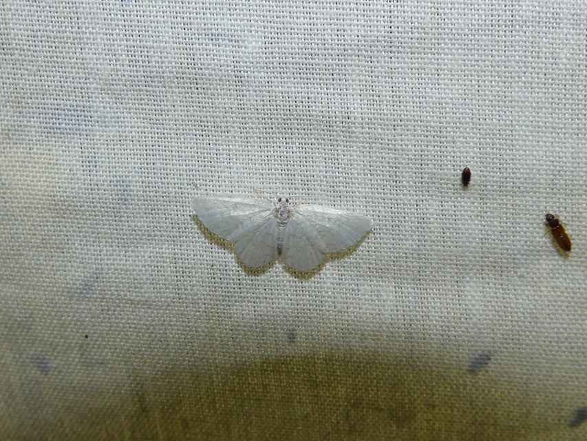 Asthena albulata - gyertyán-fehéraraszoló