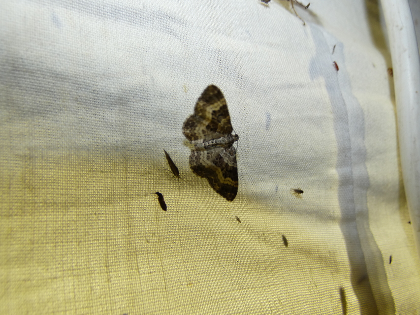 Epirrhoe alternata - galaj-tarkaaraszoló