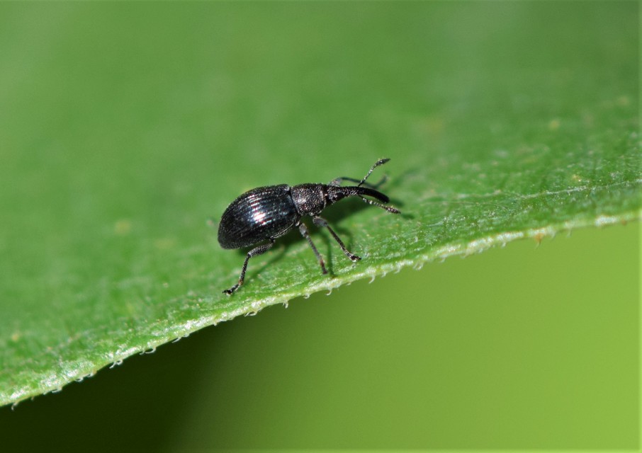 Aspidapion