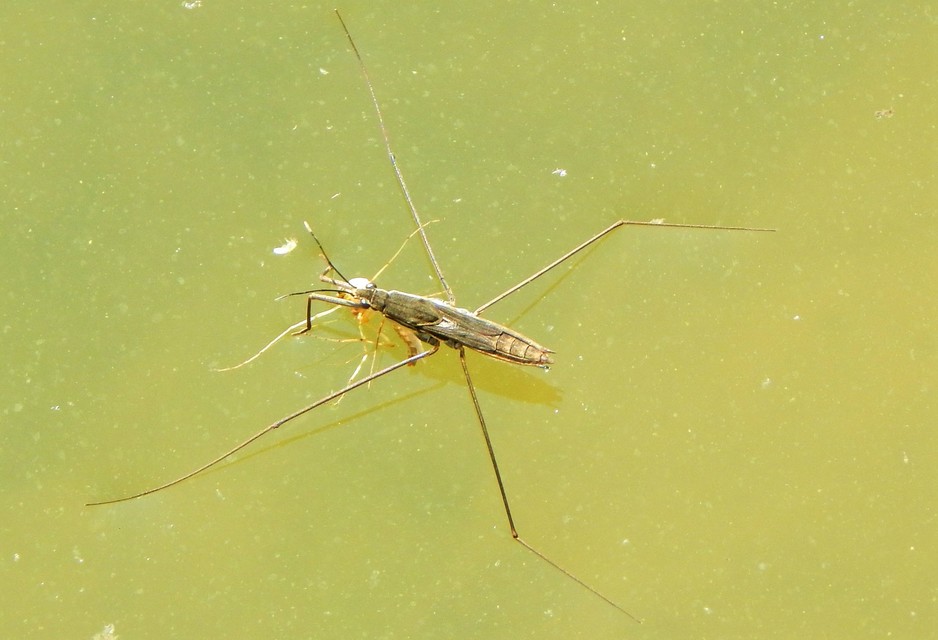 Gerridae - molnárpoloskák