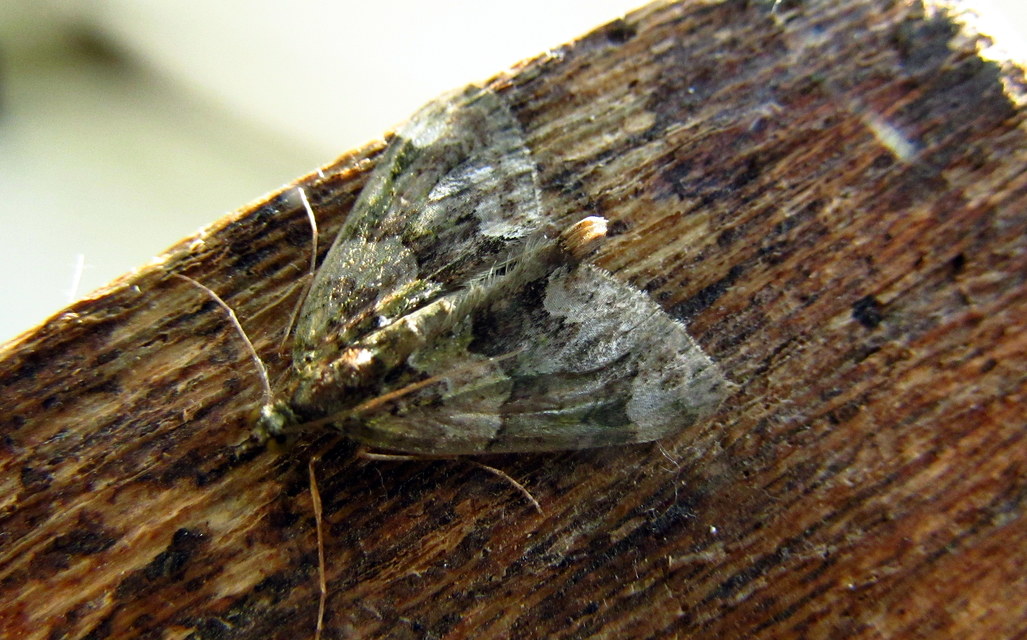 Chloroclysta siterata - salátazöld araszoló