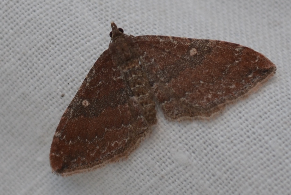 Orthonama obstipata - vándoraraszoló