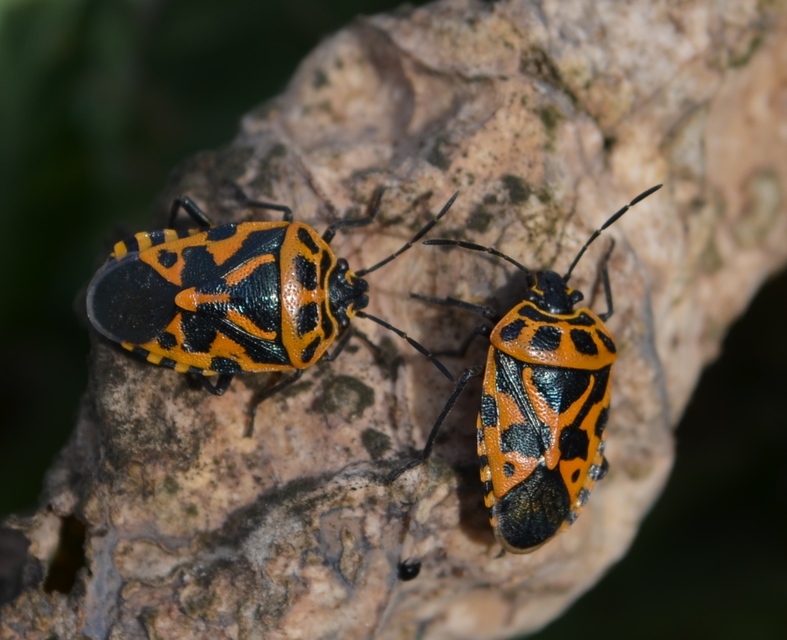 Eurydema ventralis - káposztapoloska Eurydema ventralis - káposztapoloska