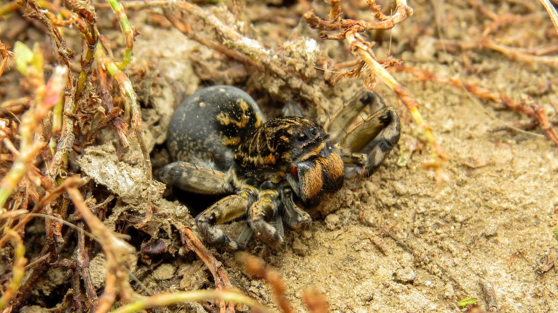 Geolycosa vultuosa - pokoli cselőpók