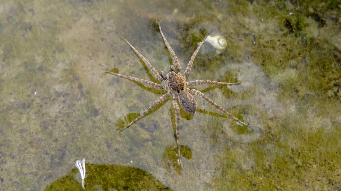 Pardosa nebulosa