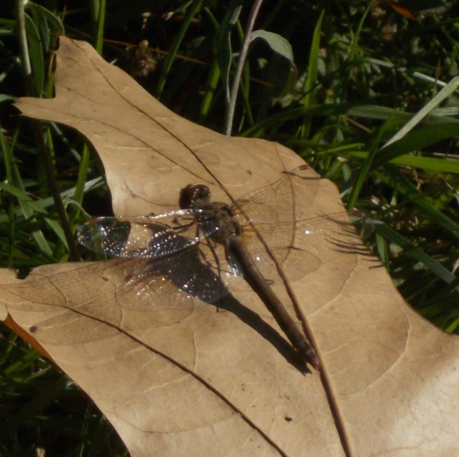 Sympetrum striolatum/vulgatum/meridionale
