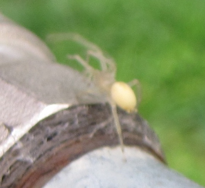 Cheiracanthium mildei - sárga dajkapók