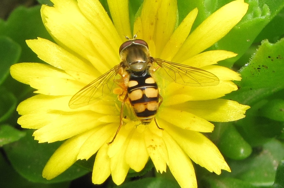 Eupeodes