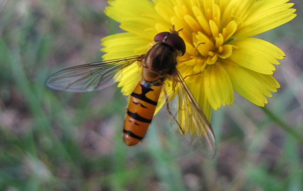 Episyrphus balteatus - ékfoltos zengőlégy