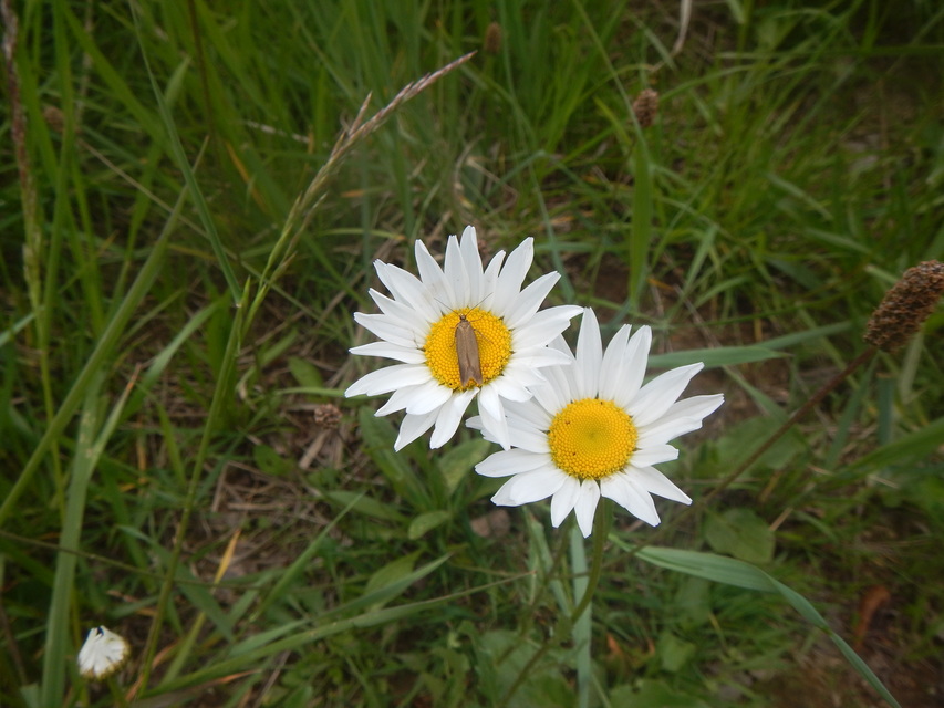 Scythrididae - zöldmolyfélék