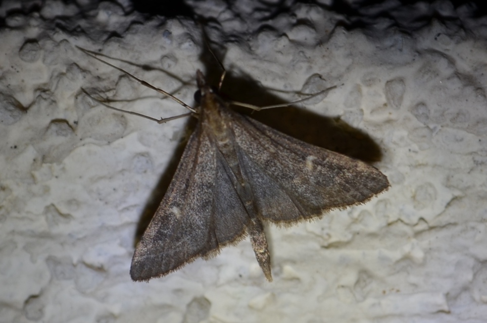 Dolicharthria punctalis - hosszúlábú tűzmoly