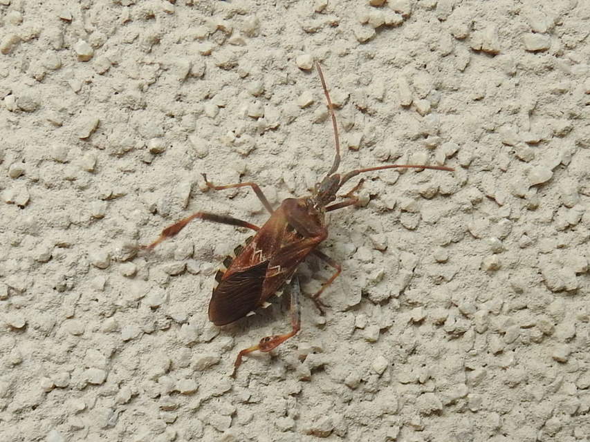 Leptoglossus occidentalis - nyugati levéllábú poloska Leptoglossus occidentalis - nyugati levéllábú poloska