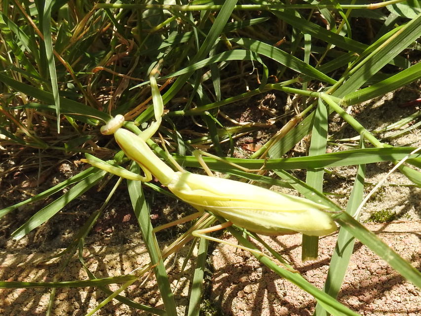 Mantis religiosa - imádkozósáska