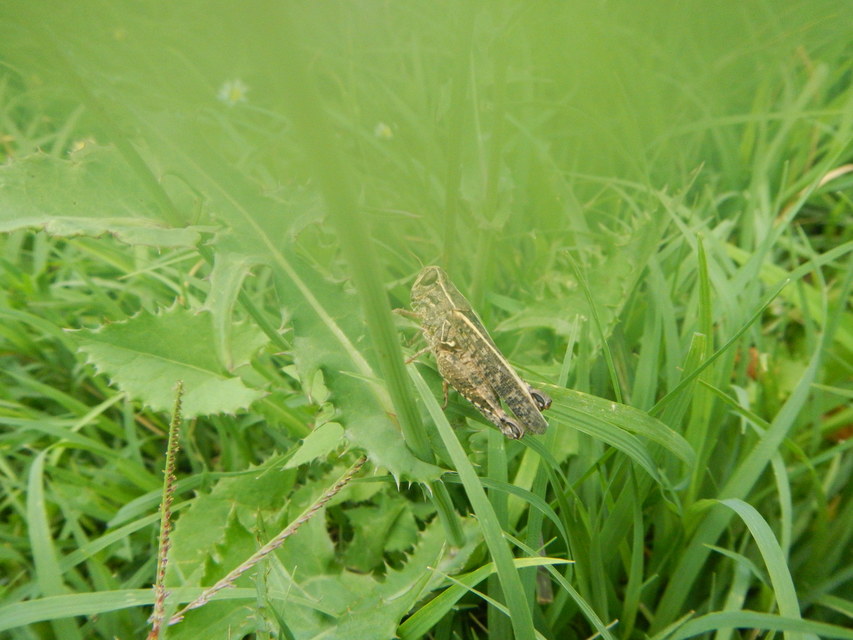 Calliptamus italicus - olaszsáska