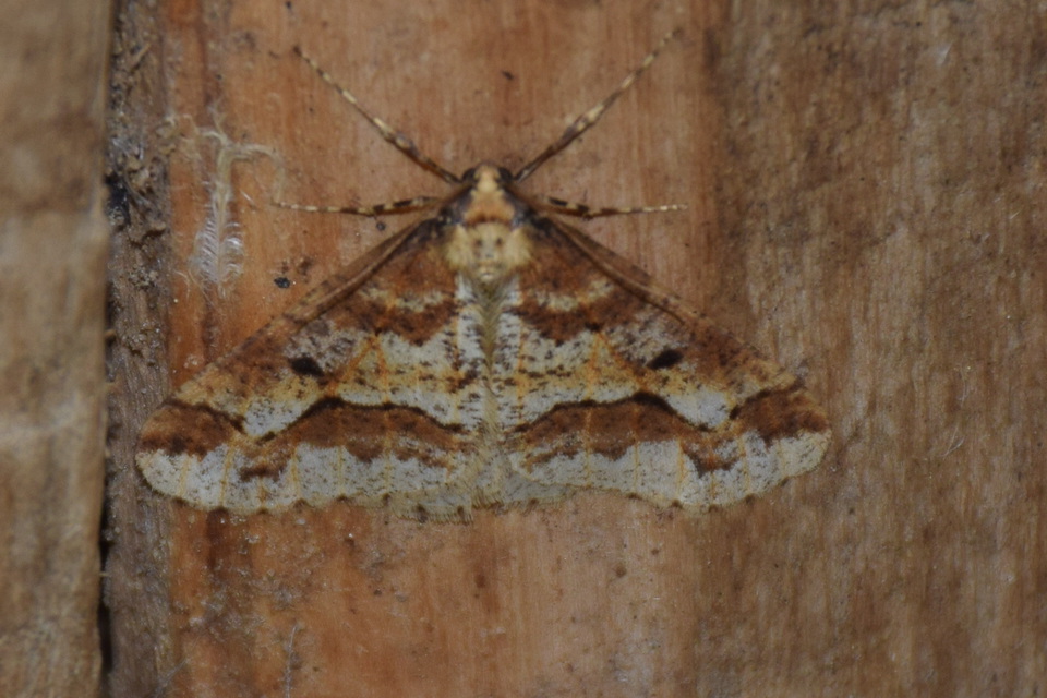 Erannis defoliaria - nagy téliaraszoló