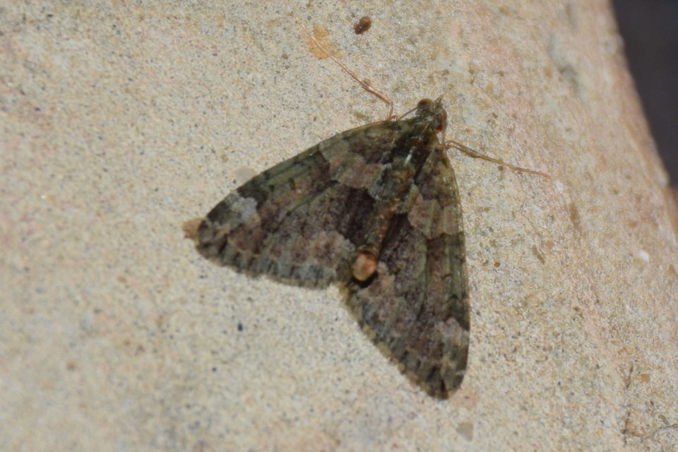 Chloroclysta siterata - salátazöld araszoló