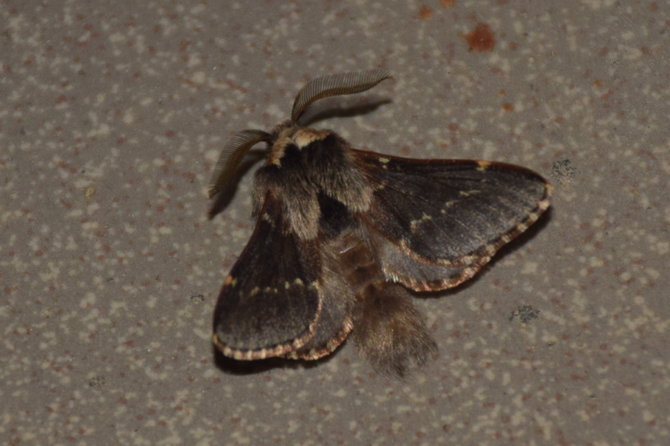 Poecilocampa populi - nyárfaszövő