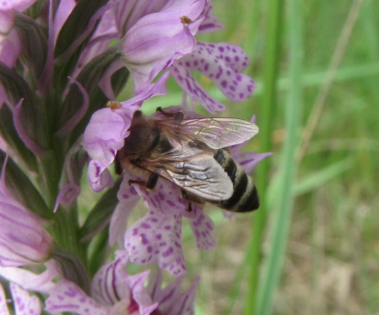 Apis mellifera - háziméh