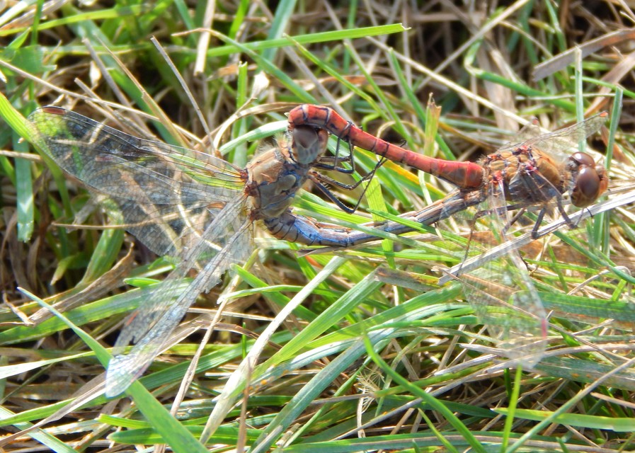 Sympetrum striolatum - harántsávos katona-szitakötő
