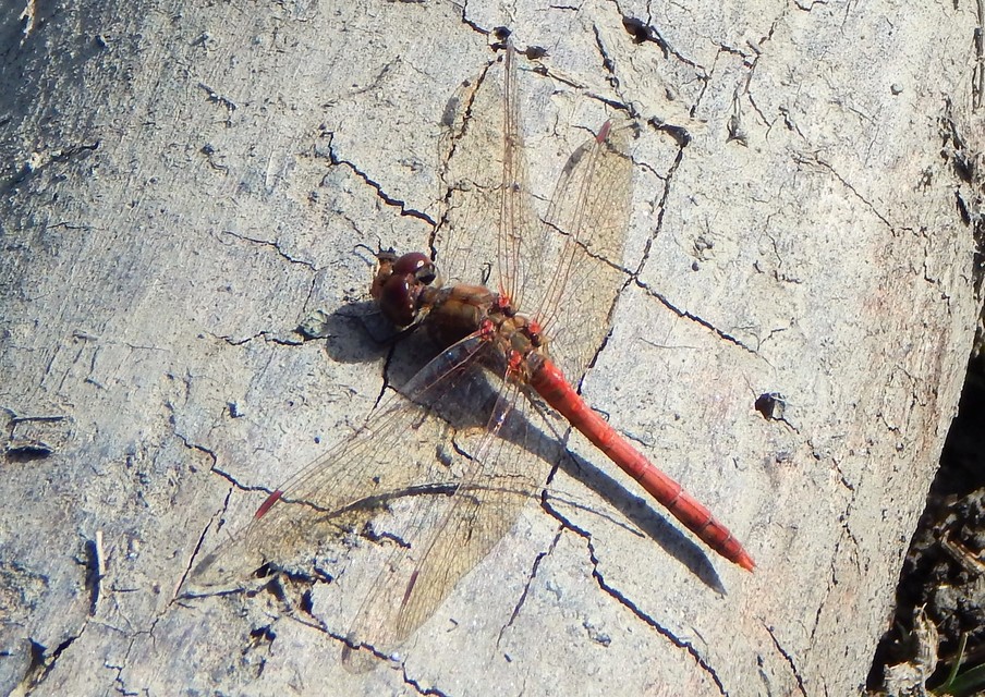 Sympetrum striolatum - harántsávos katona-szitakötő