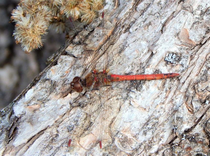 Sympetrum striolatum/vulgatum