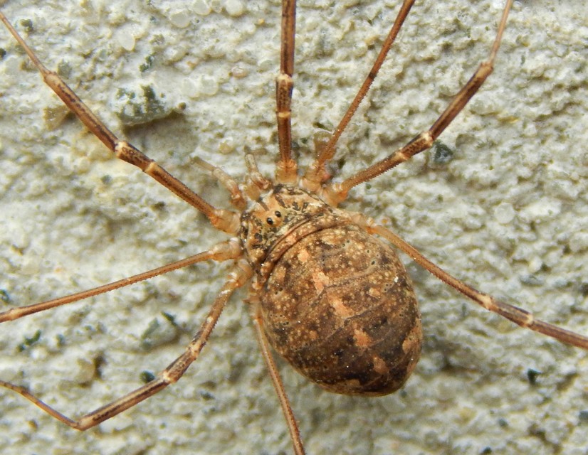 Opilio