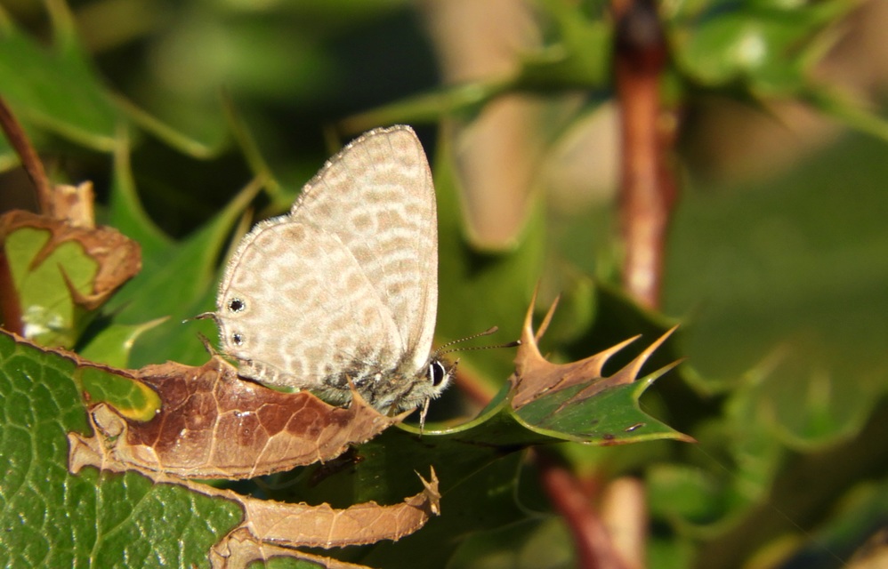 Leptotes pirithous - déli boglárka