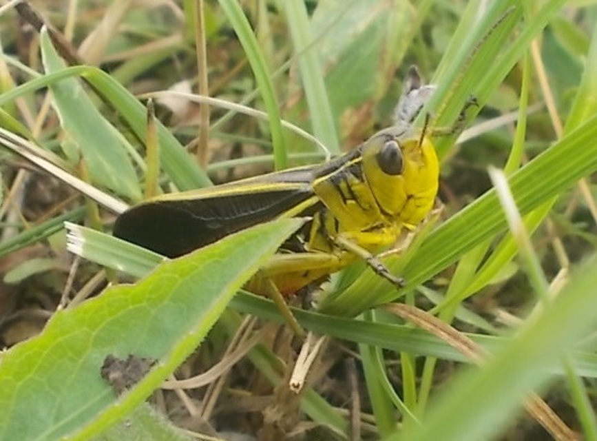 Arcyptera fusca - szép hegyisáska