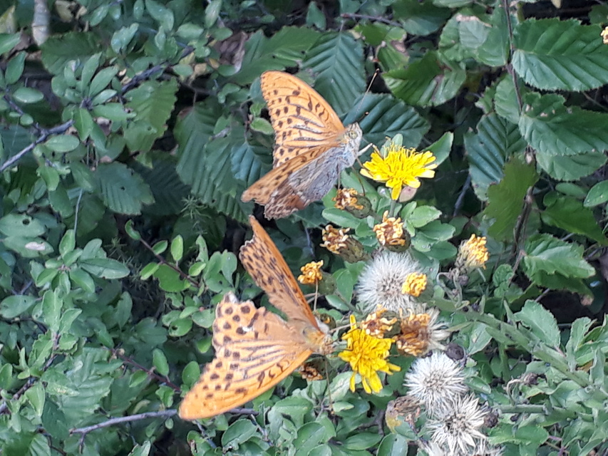 Argynnis paphia - nagy gyöngyházlepke
