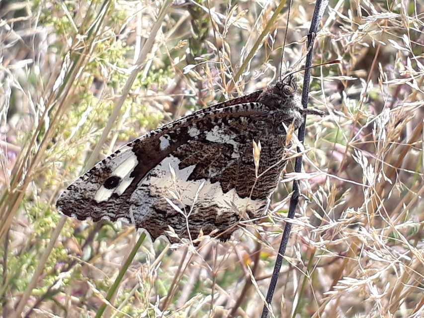 Brintesia circe - fehéröves szemeslepke