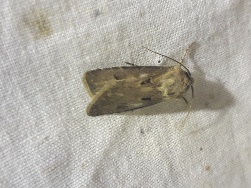 Agrotis exclamationis - felkiáltójeles földibagoly