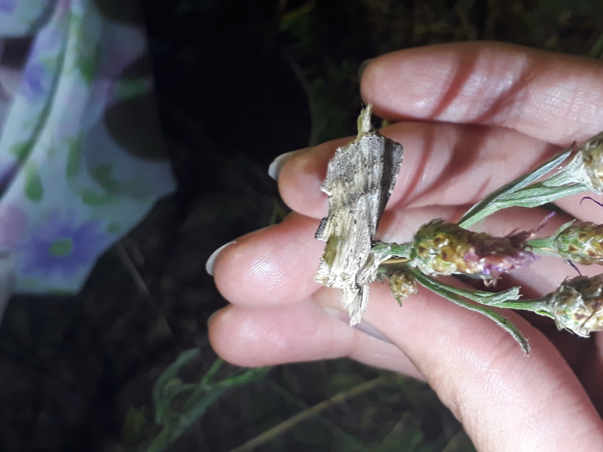 Pterostoma palpina - csőrös púposszövő