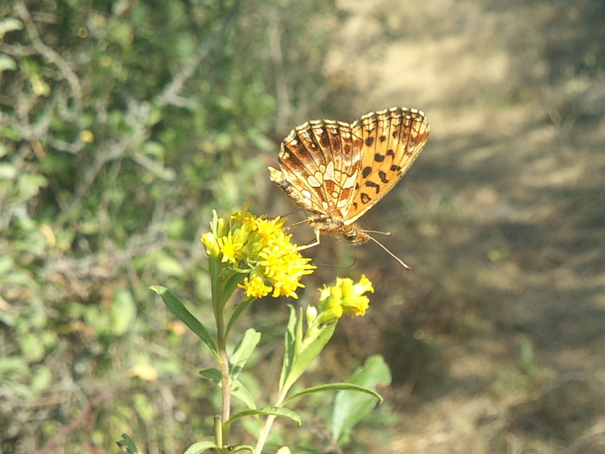 Boloria dia - kis gyöngyházlepke