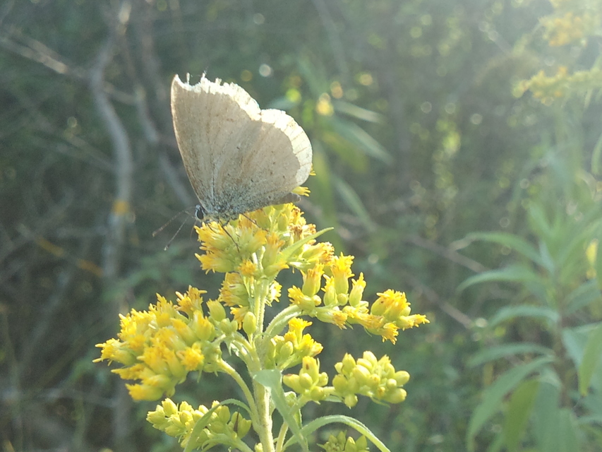 Celastrina argiolus - bengeboglárka
