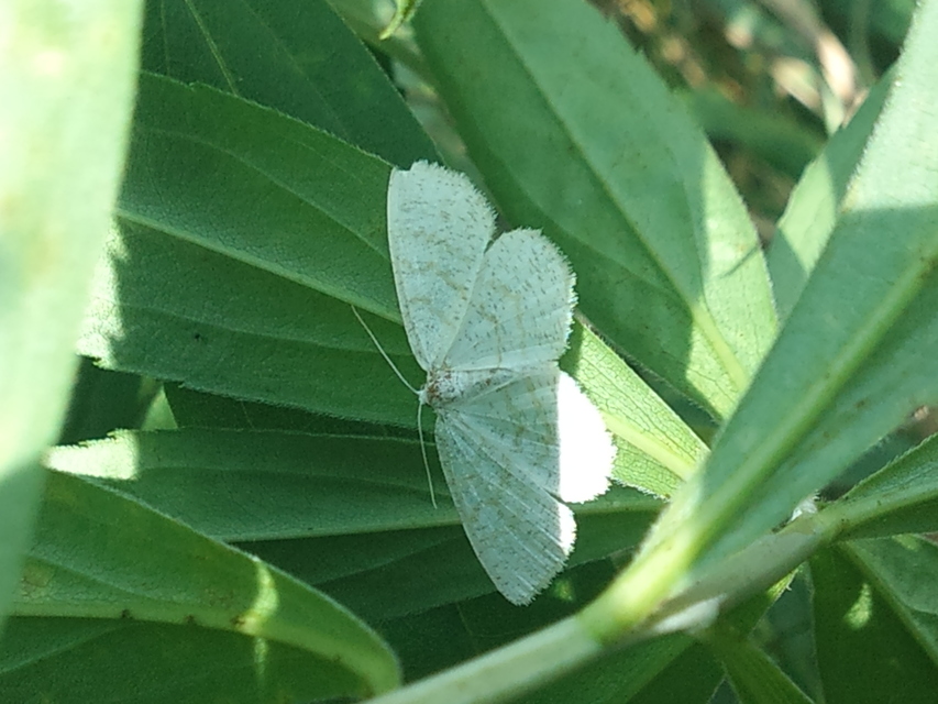 Cabera exanthemata - pettyes égeraraszoló