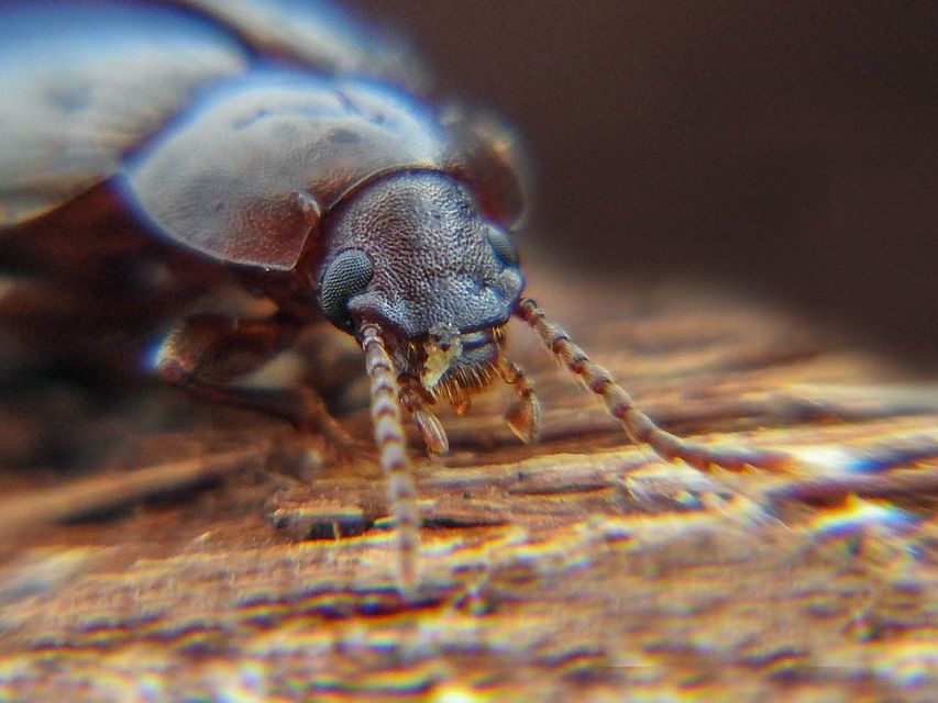 Neatus picipes - fűz-gyászbogár