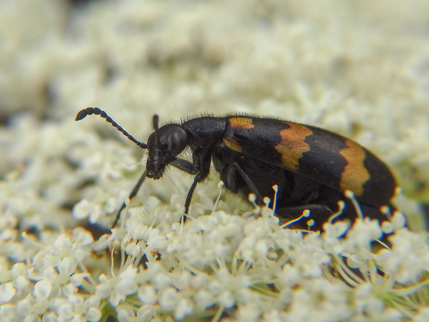 Mylabris variabilis - szalagos hólyaghúzó Mylabris variabilis - szalagos hólyaghúzó