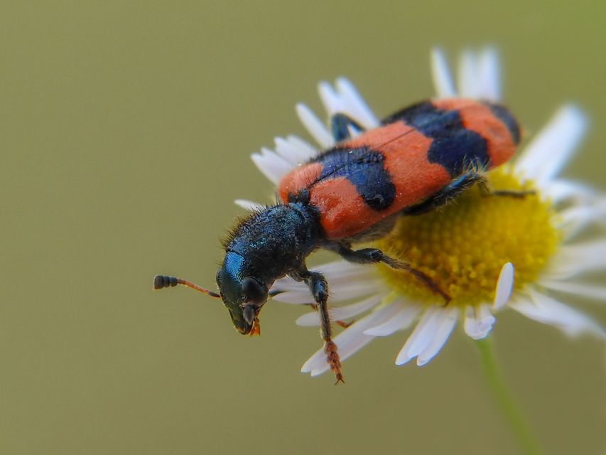Trichodes apiarius - szalagos méhészbogár