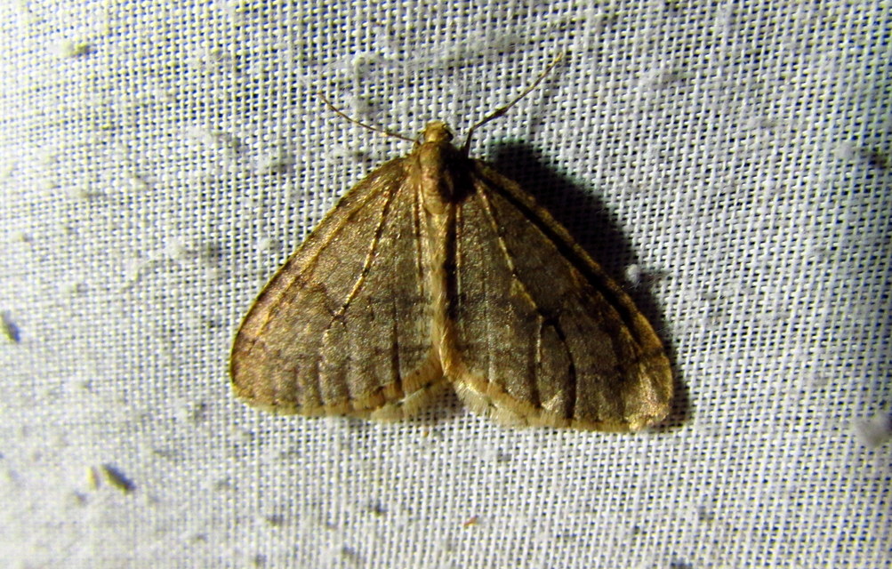 Operophtera brumata - kis téliaraszoló