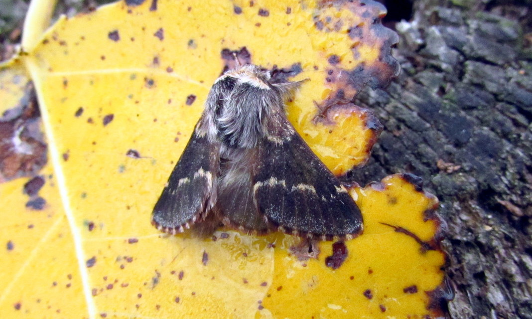 Poecilocampa populi - nyárfaszövő