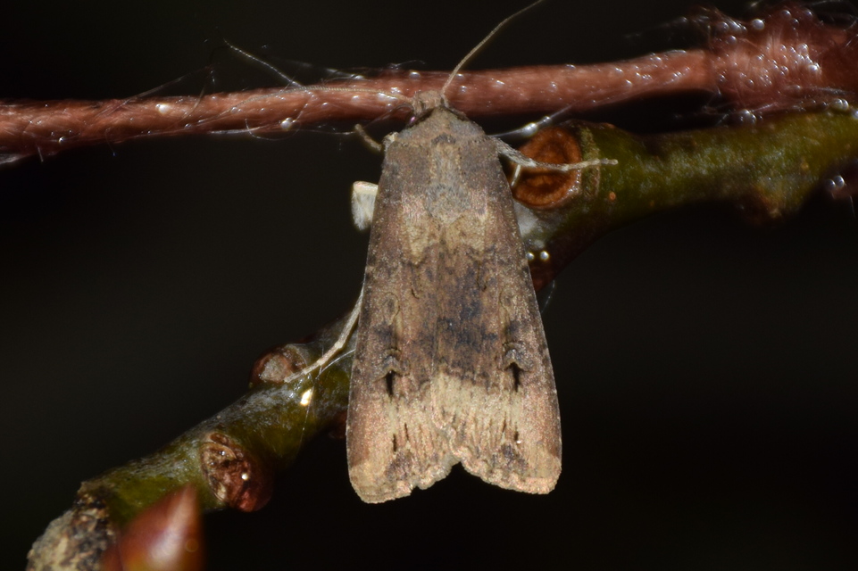Agrotis ipsilon - nagy földibagoly